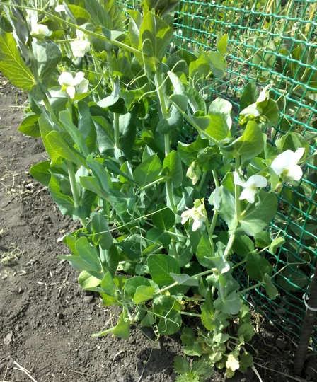 Замачивать ли горох перед посадкой? Как сею и устраиваю опоры