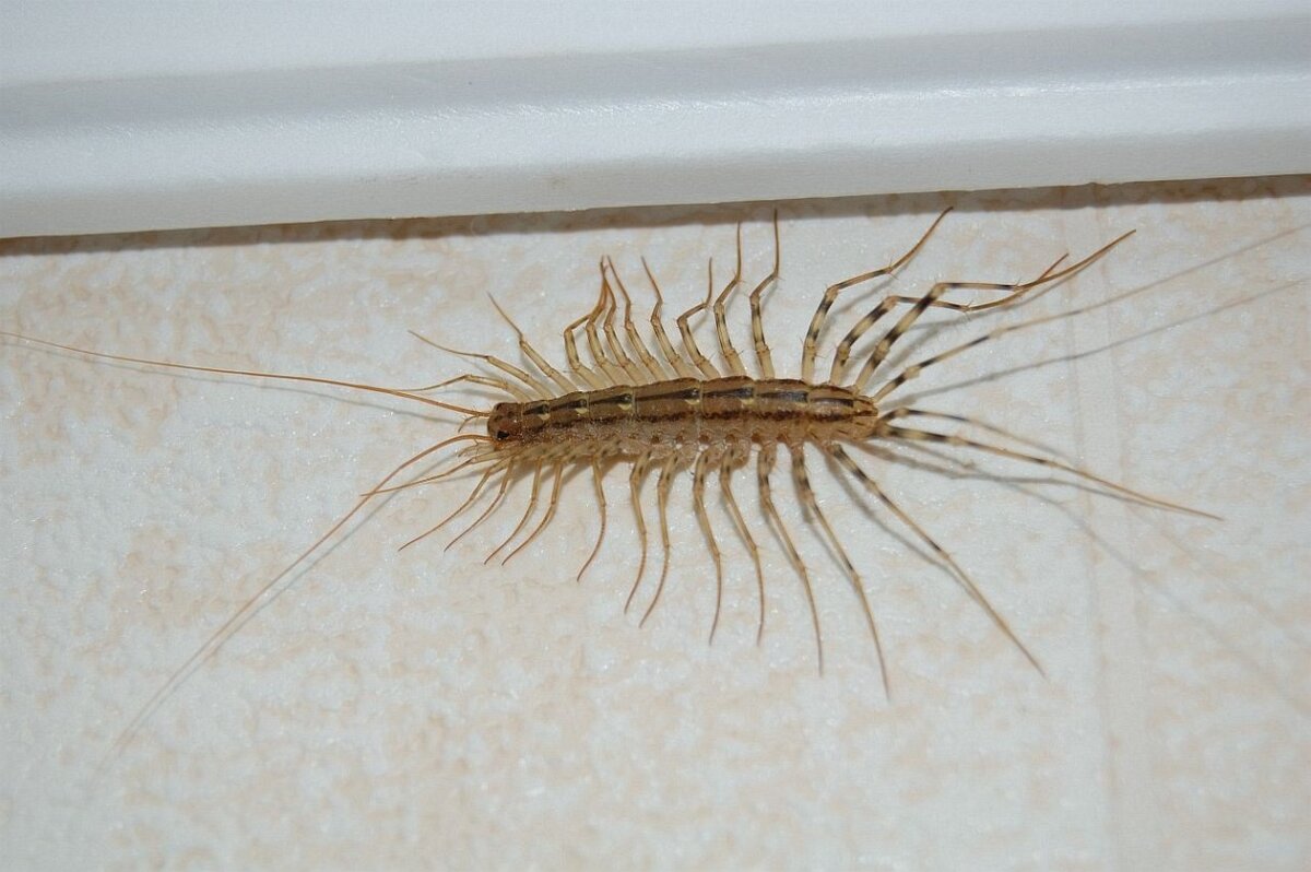 Яндекс картинки