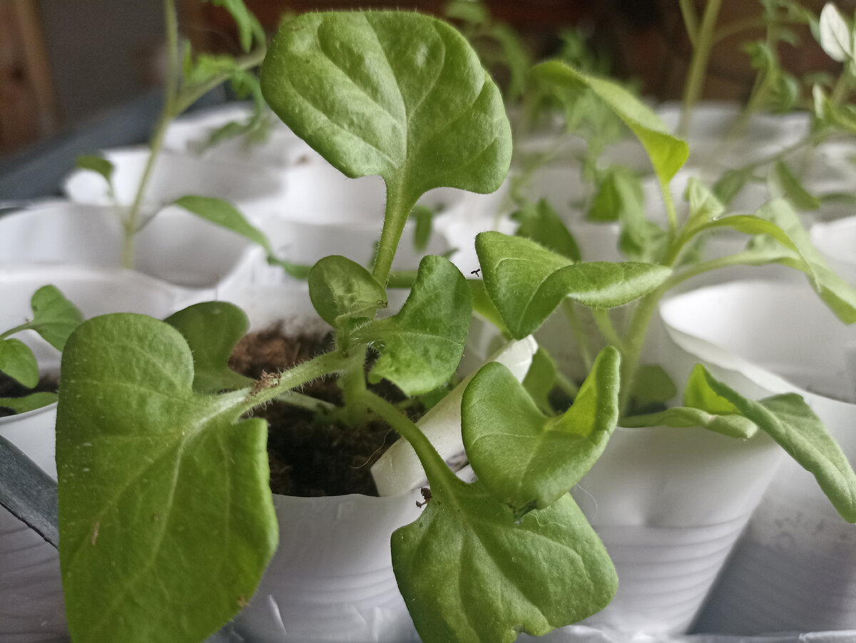 Первая прищипка петунии. Фото автора