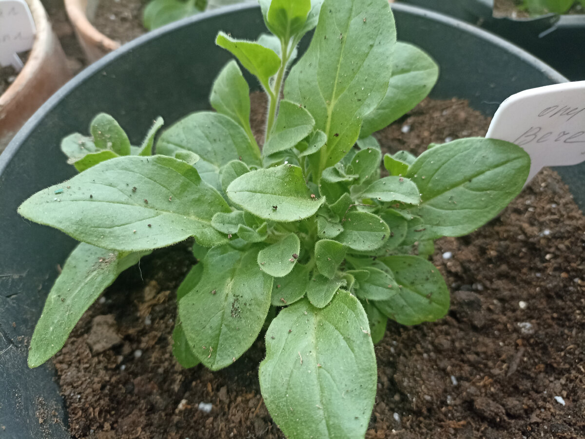 Развитие боковых побегов после прищипки. Фото автора