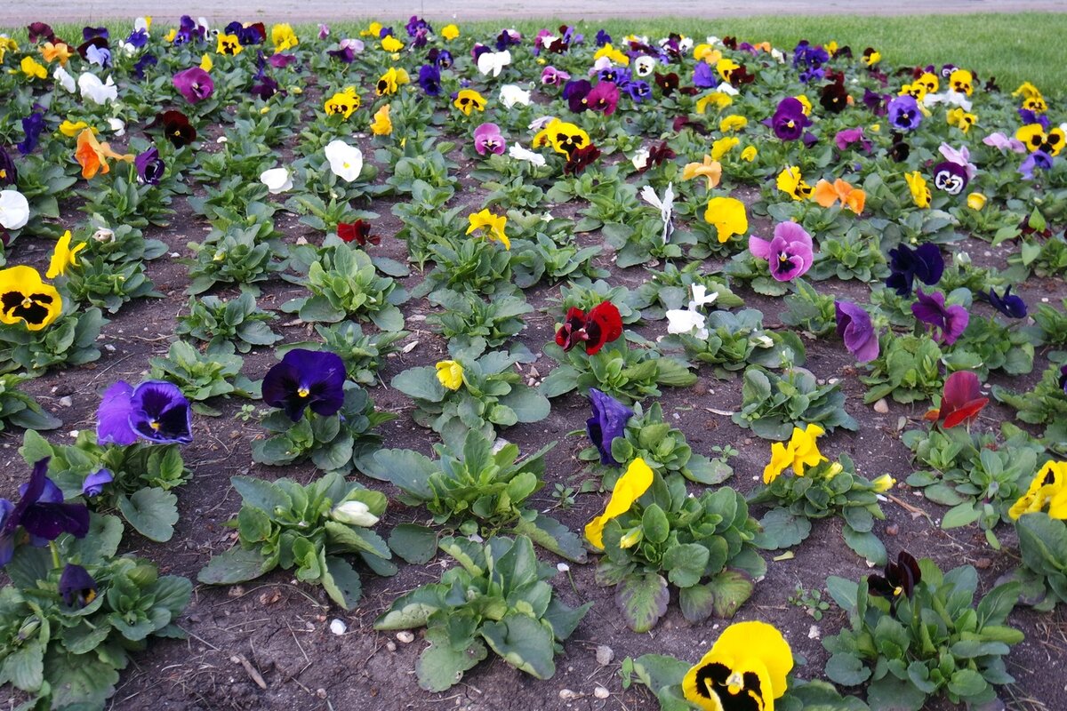 шок-контент для сибирячки 25-го апреля...