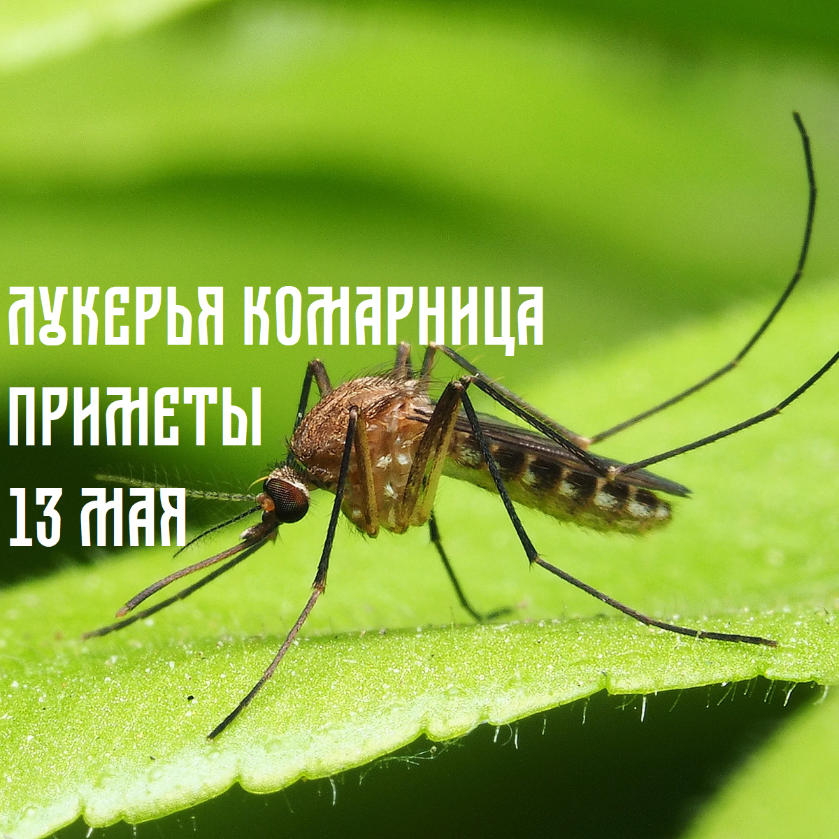 Лукерья Комарница