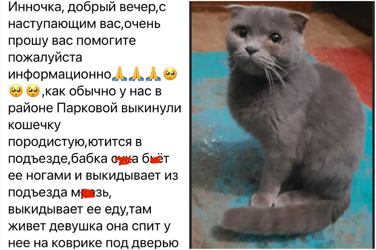 Кошка которую пинали в подъезде, 1,5 года спустя. Как сложилась судьба  Муси? | Зоомама | Дзен