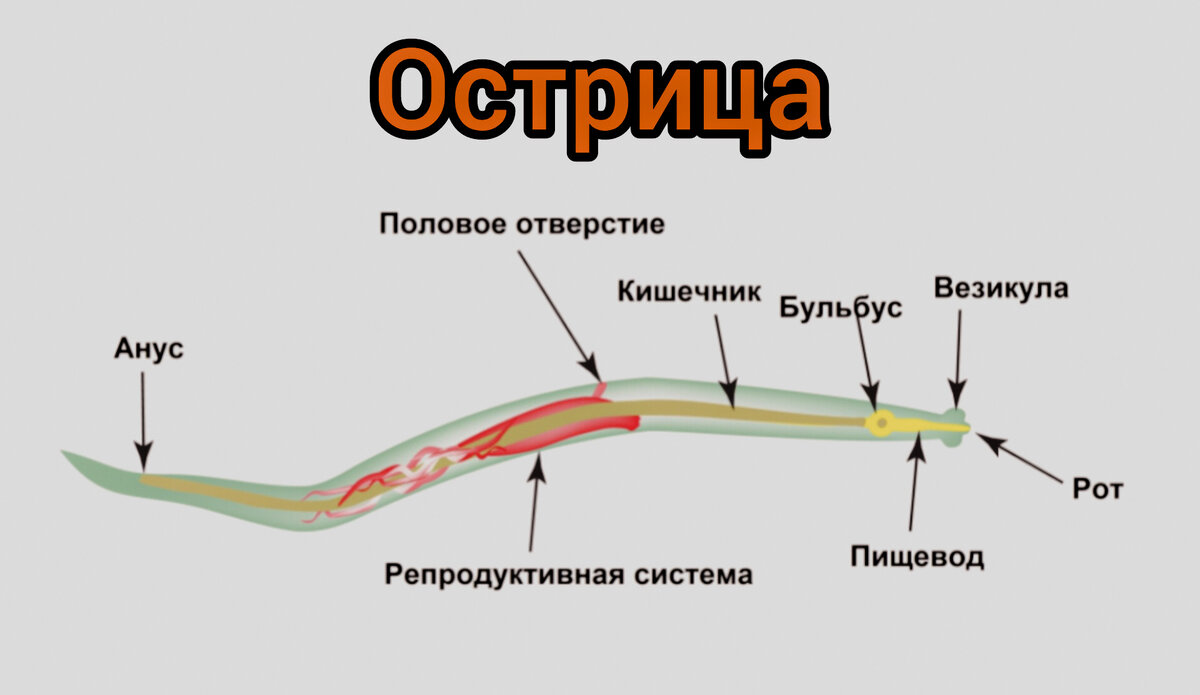 Схема строения острицы.