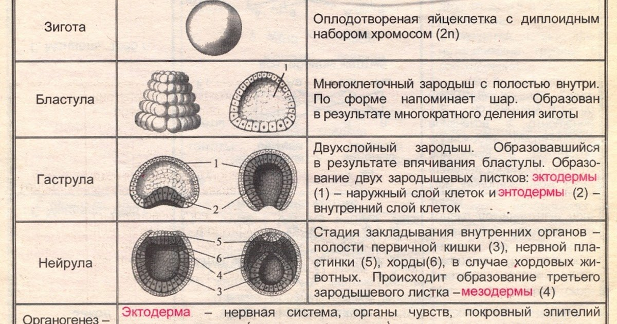 Сходство эмбрионального развития ланцетника и раннего развития эмбриона человека 