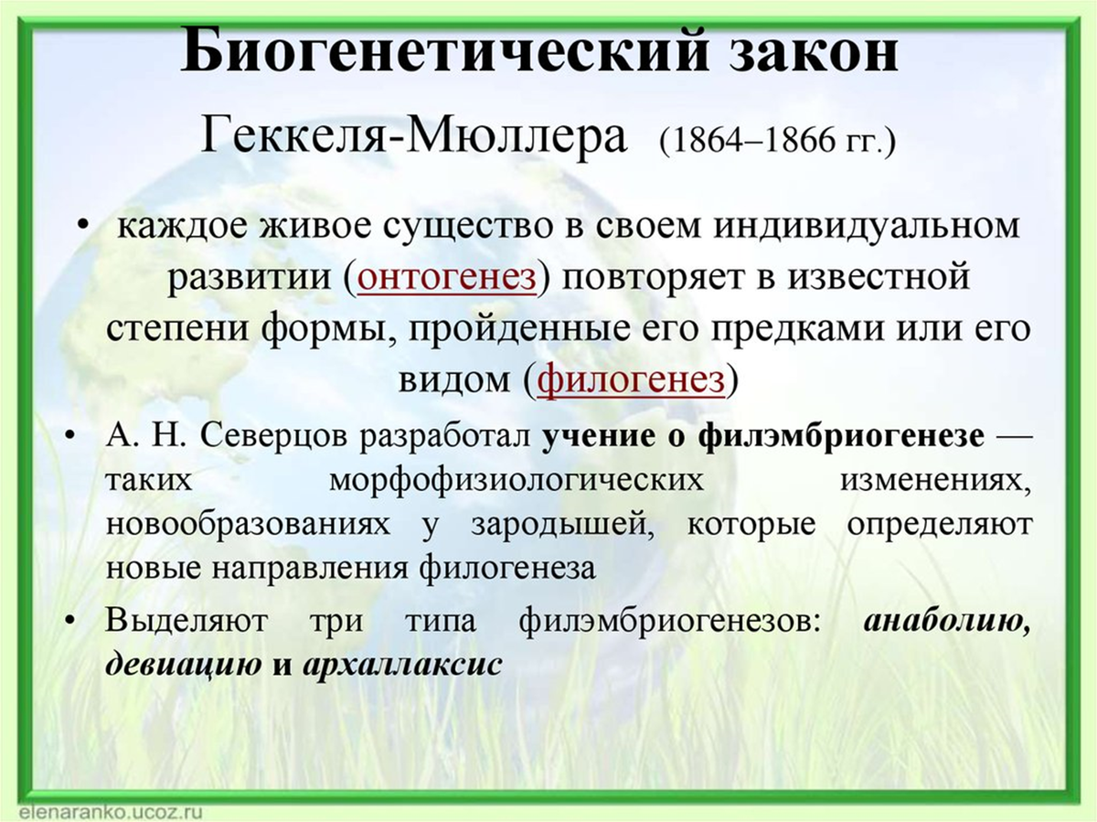 Биологические законы. Онтогенез биогенетический закон. Закон Геккеля-Мюллера. Закон Геккеля-Мюллера примеры. Основной биогенетический закон Геккеля-Мюллера.