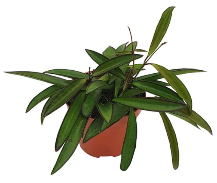 Хойя Вáйета ( лат. Hoya wayetii )