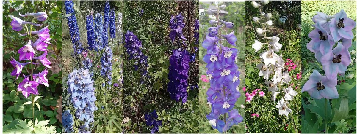 Мои дельфиниумы из семян