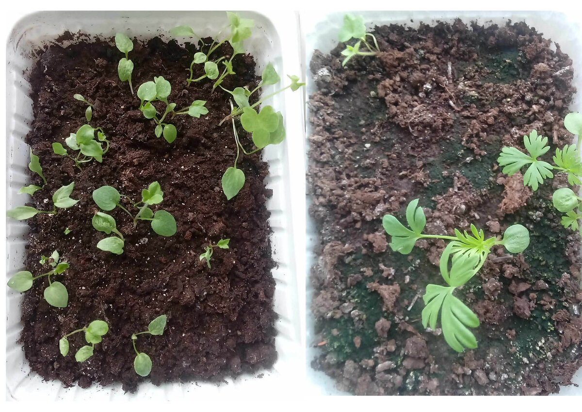 Вот слева эта моя вторая партия этого года, а справа — три выживших сеянца из первой.