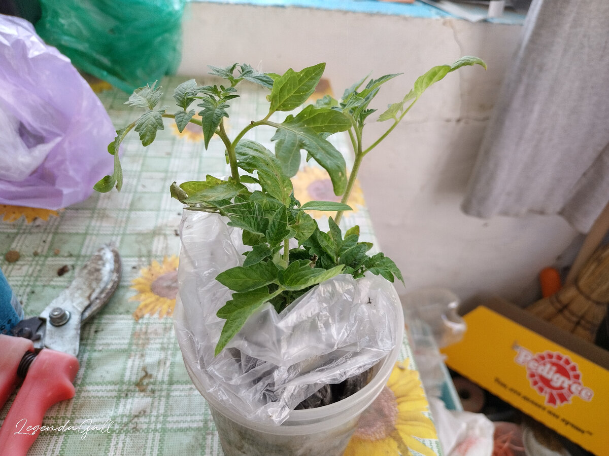 Там всего штуки по 2-3 растюшек трех сортов.