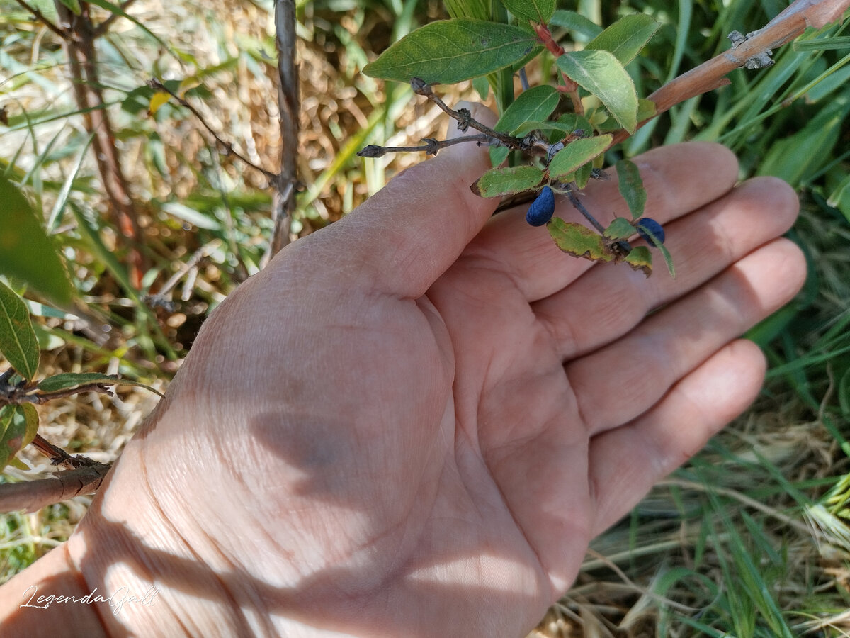 Вот такие крохотные ягодки