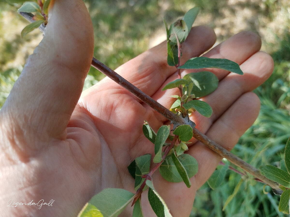 А у второй жимолости не пойму, то ли снова цвести собирается, то ли это уже отцвела...