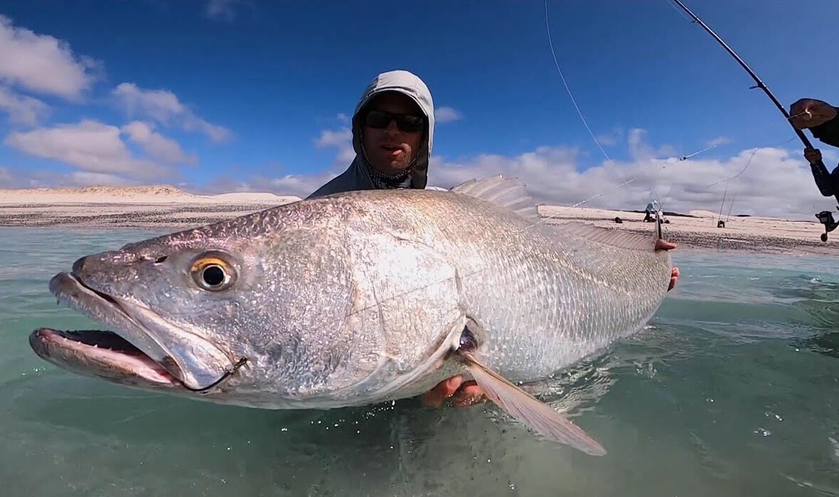 Сумеречный серебристый горбыль (Argyrosomus coronus) или Dusky kob |  GameFishing – Трофейная рыбалка | Дзен