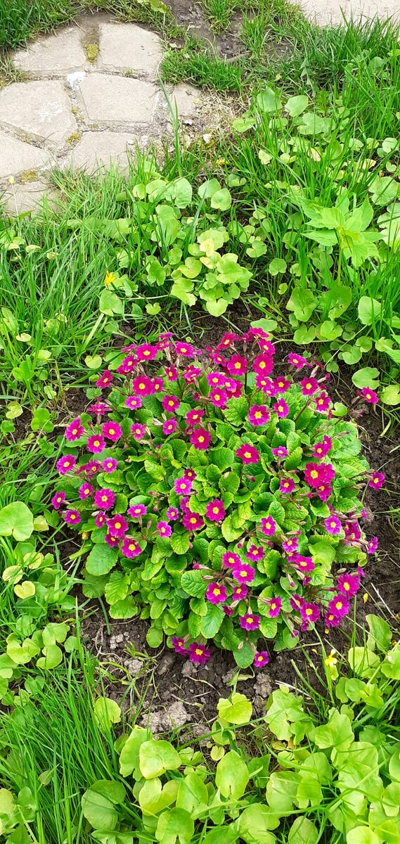 Мамины цветочки уже цветут ( фото автора) 