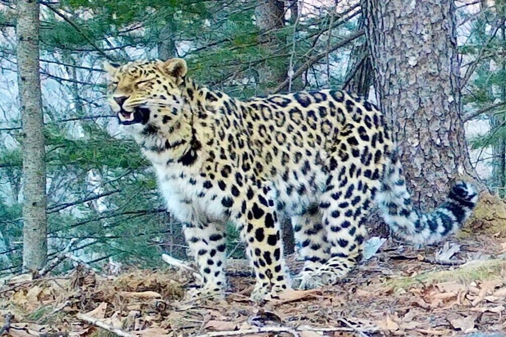     Фото: Нацпарк «Земля леопарда»