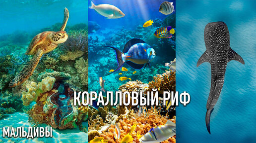 ПОДВОДНЫЙ МИР Мальдивы 🐢🐠 Черепахи, Дельфины, Китовая Акула, Осьминог, Скаты и Коралловый Риф