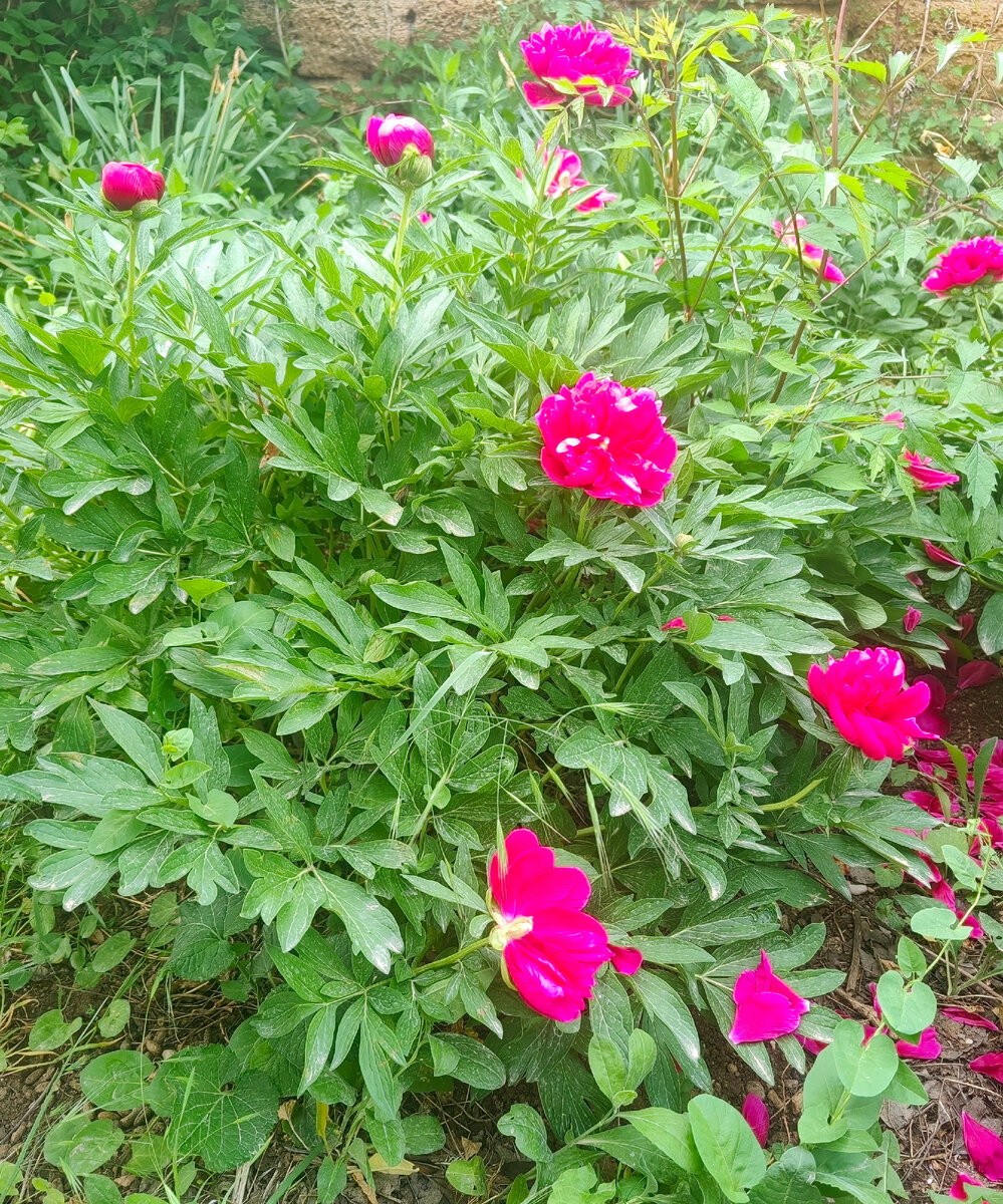 Пионы в бабушкином палисаднике