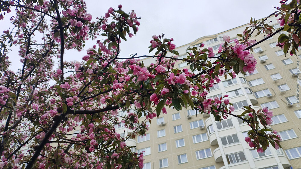 1. Яблоня Недзвецкого в Московском... © NickFW.ru — 07.05.2024г.