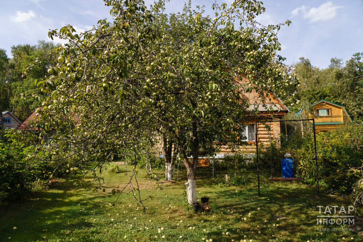​Скорее всего, потеряют в урожае ранние яблони, которые тоже начали подцветать. Очень надеюсь, что сохранятся средние и поздние яблоки Фото: © Салават Камалетдинов / «Татар-информ»