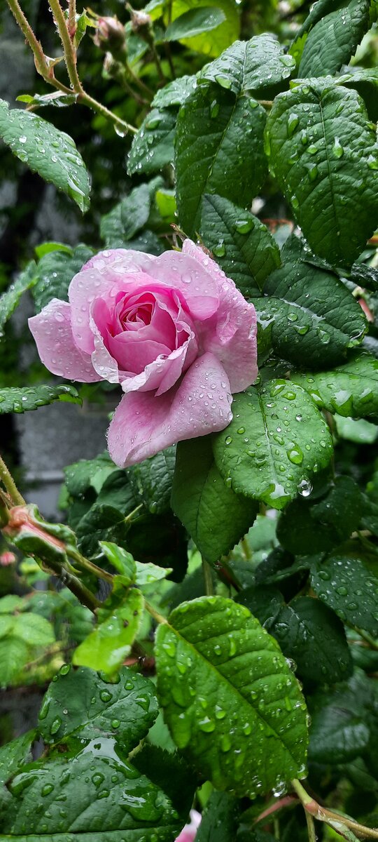 Путевка в санаторий Кисловодска или Пятигорска летом во время цветения роз