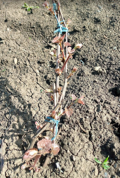 Кустик винограда через 3 дня после раскрытия. Укрыт был землёй.