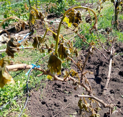 Многолетний куст после заморозков.