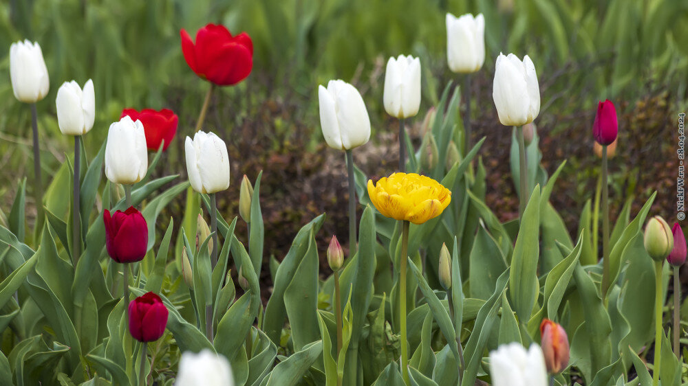 2. Разные тюльпаны... © NickFW.ru — 28.04.2024г.