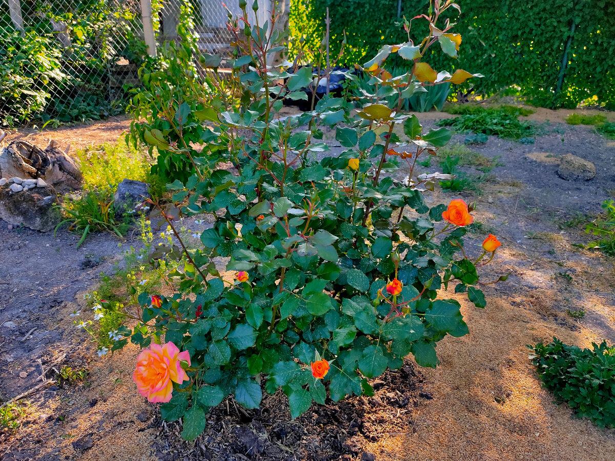 Сахара. Растёт в углу парка