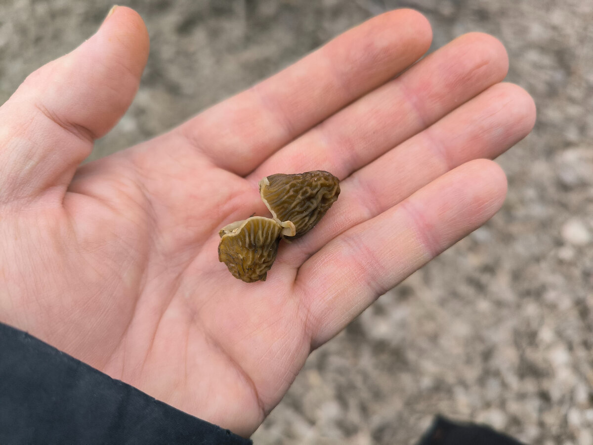 Фото от 21 апреля. Урожай!