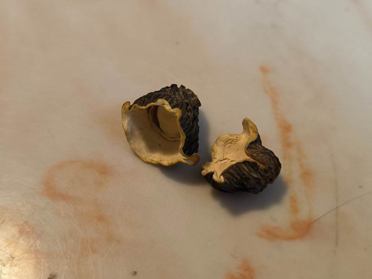 Вот так они усохли