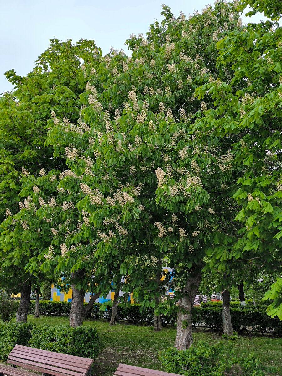 Каштаны цветут в Самаре. 11 мая