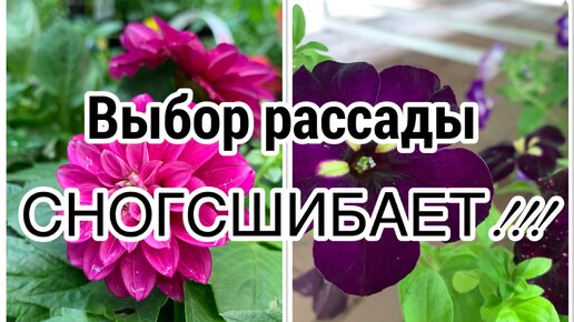 Выбор РАССАДЫ сногсшибает!!! Давно не было такого АССОРТИМЕНТА 🌱 Начались многочисленные АКЦИИ ☝️