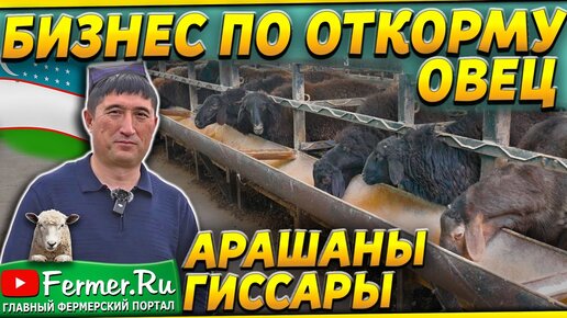 150 тонн баранины в год! Овцы на откорме. Устройство откормочника для овец. Рацион и содержание овец