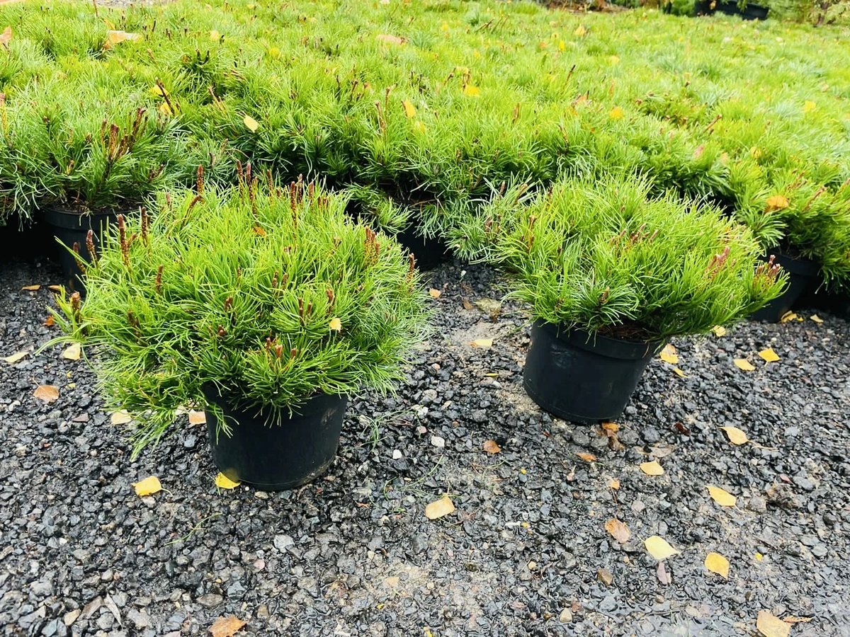 Сосна горная Мугус