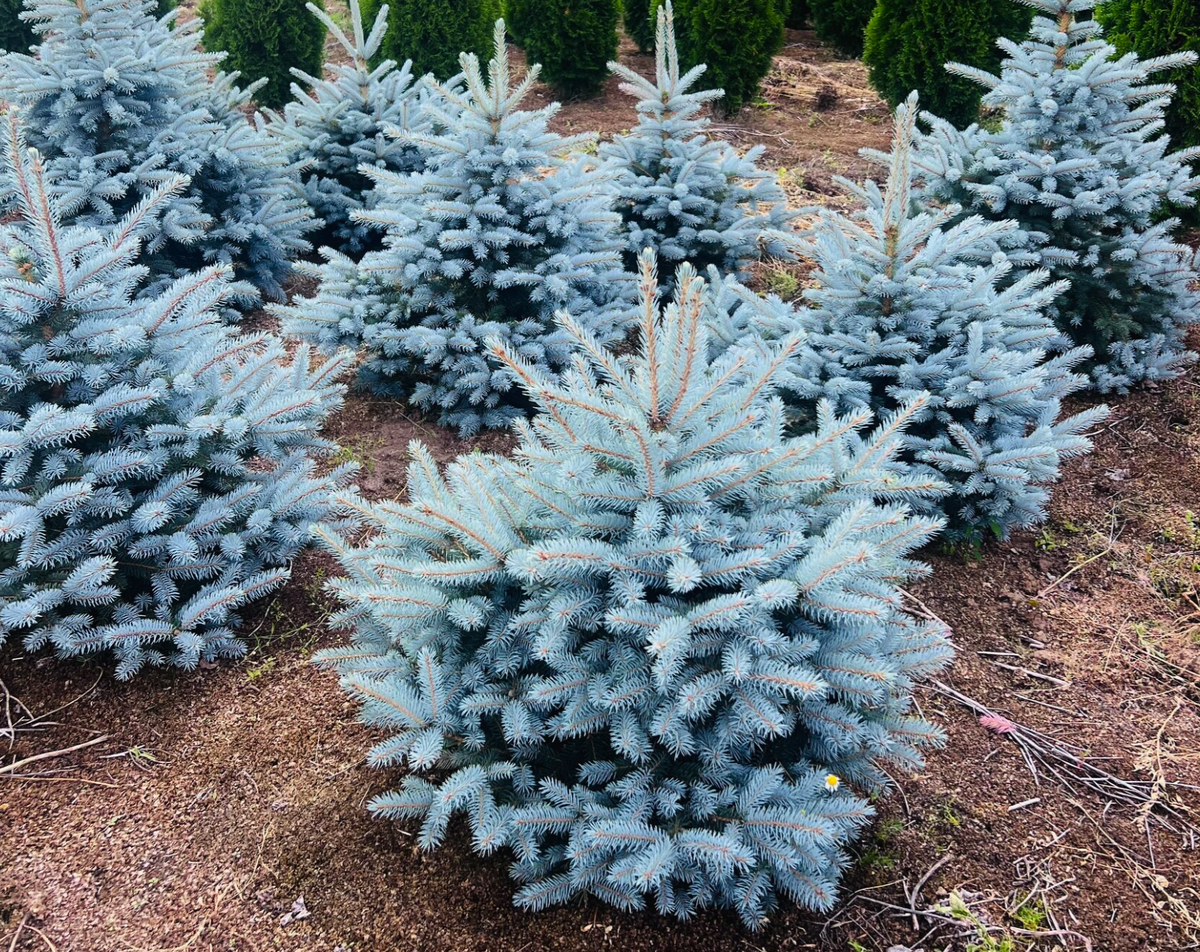 Ель Глаука Супер Блю Сидлинг