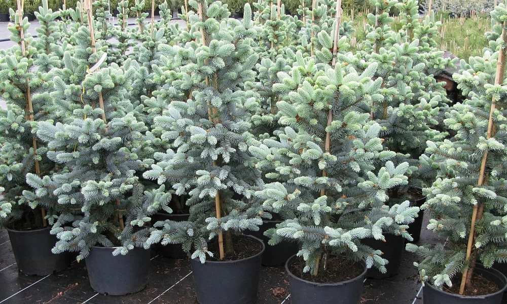 Ель голубая Эрих Фрам 