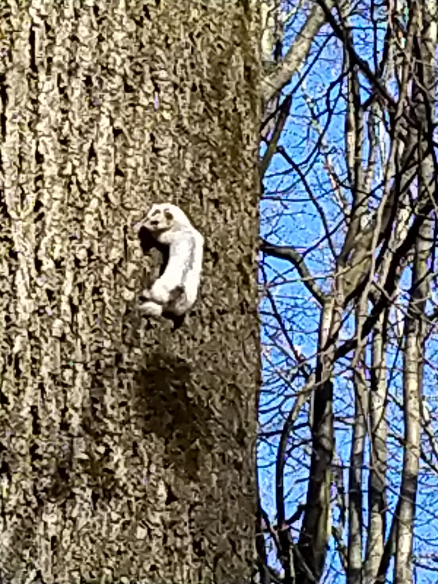 Вот такие бывают встречи в лесу. Ласка.  