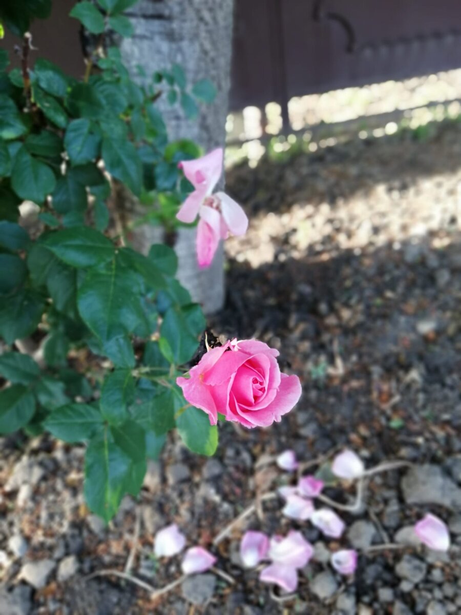 Розы на прогулке