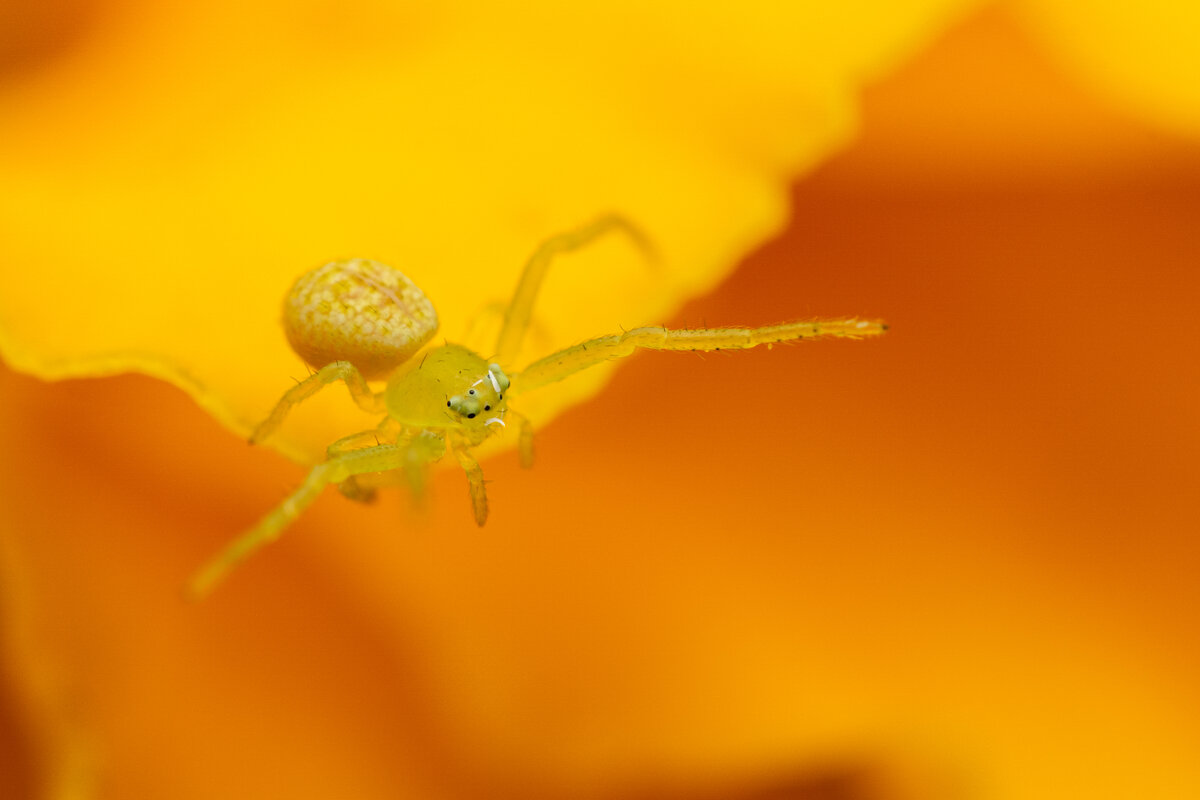 Тот самый фаворит