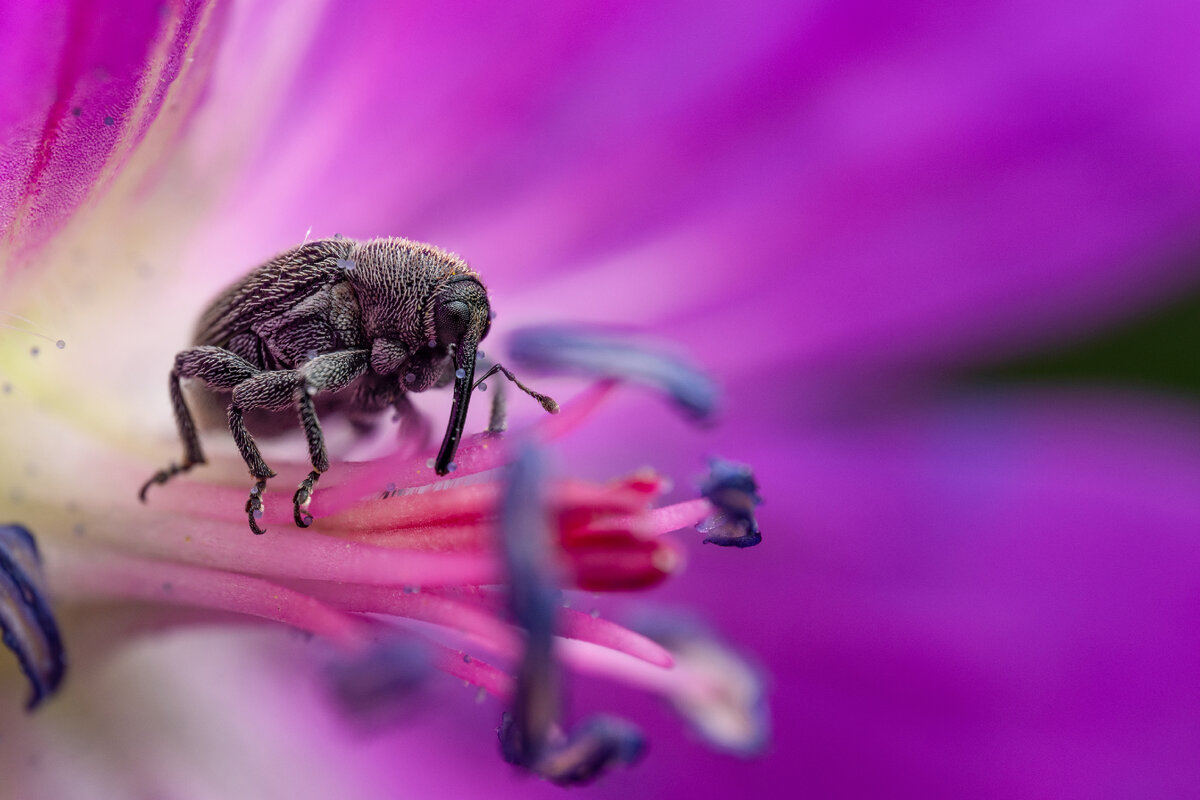 Вот он, маленький, сладенький долгоносик, финалист в номинации Макромир