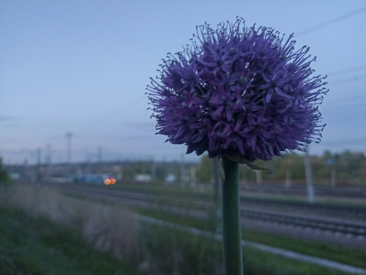 Дикий чеснок у железной дороги