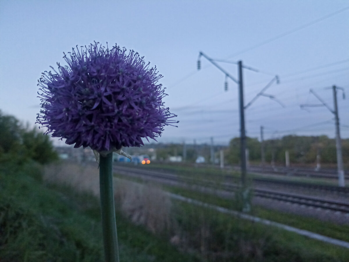 Дикий чеснок у железной дороги