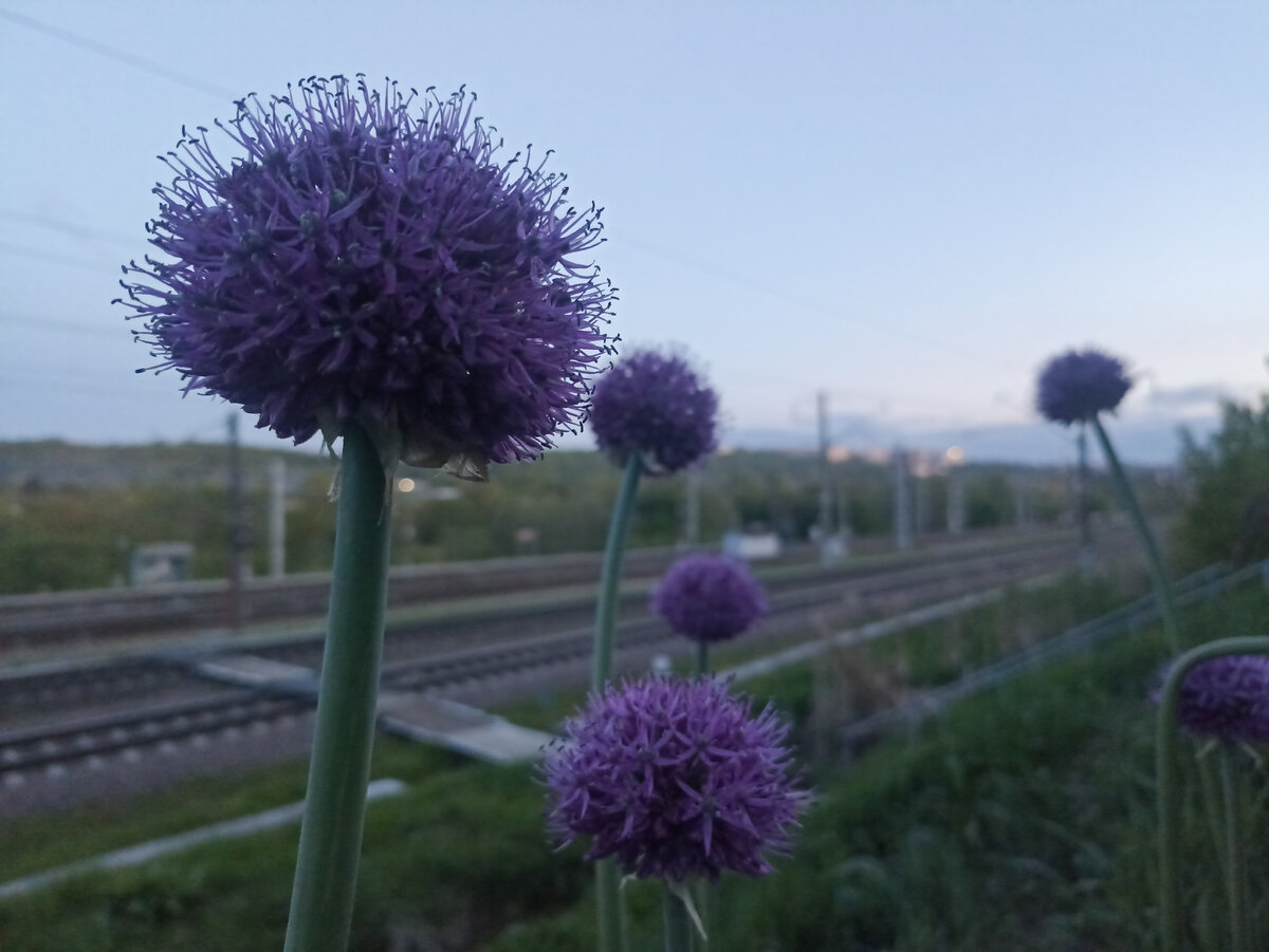 Дикий чеснок у железной дороги