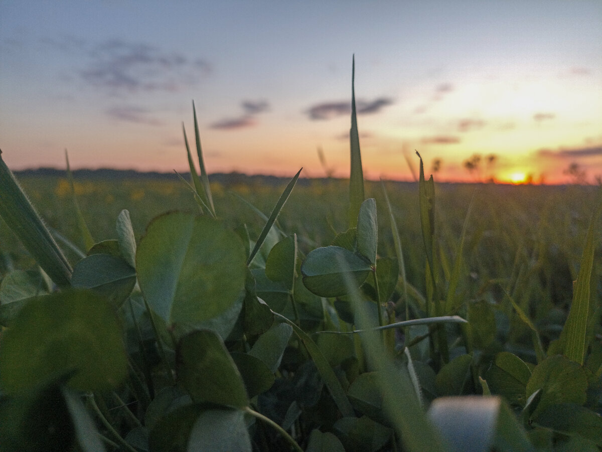 Клевер и яркий закат