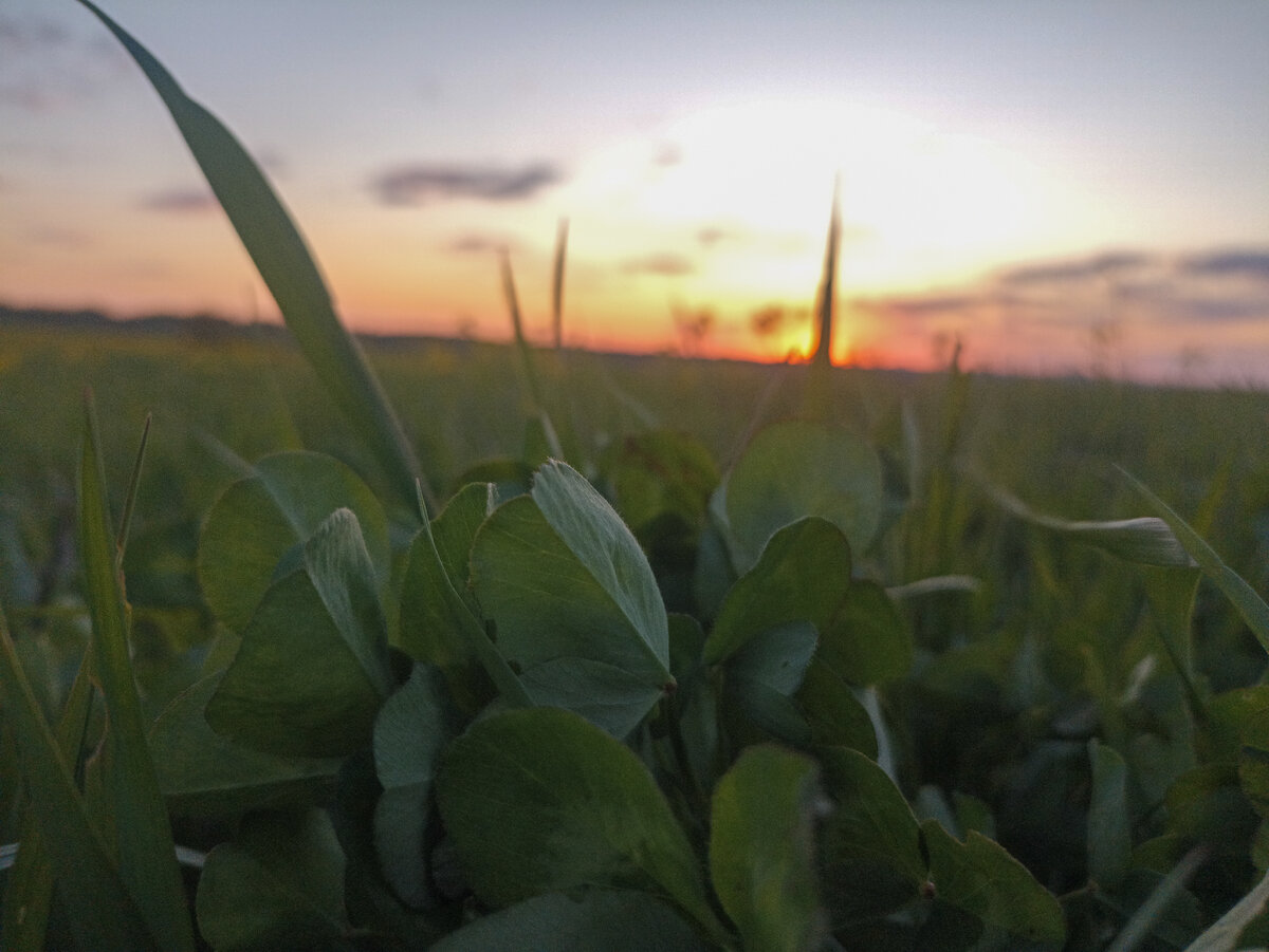 Клевер и яркий закат