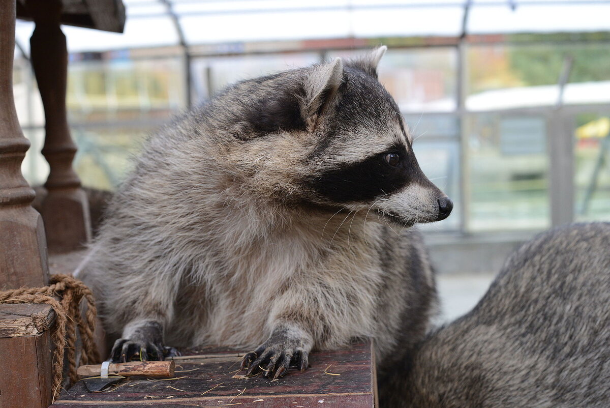 Источник: wikipedia.org Автор: Moscow zoo CC BY-SA 4.0 