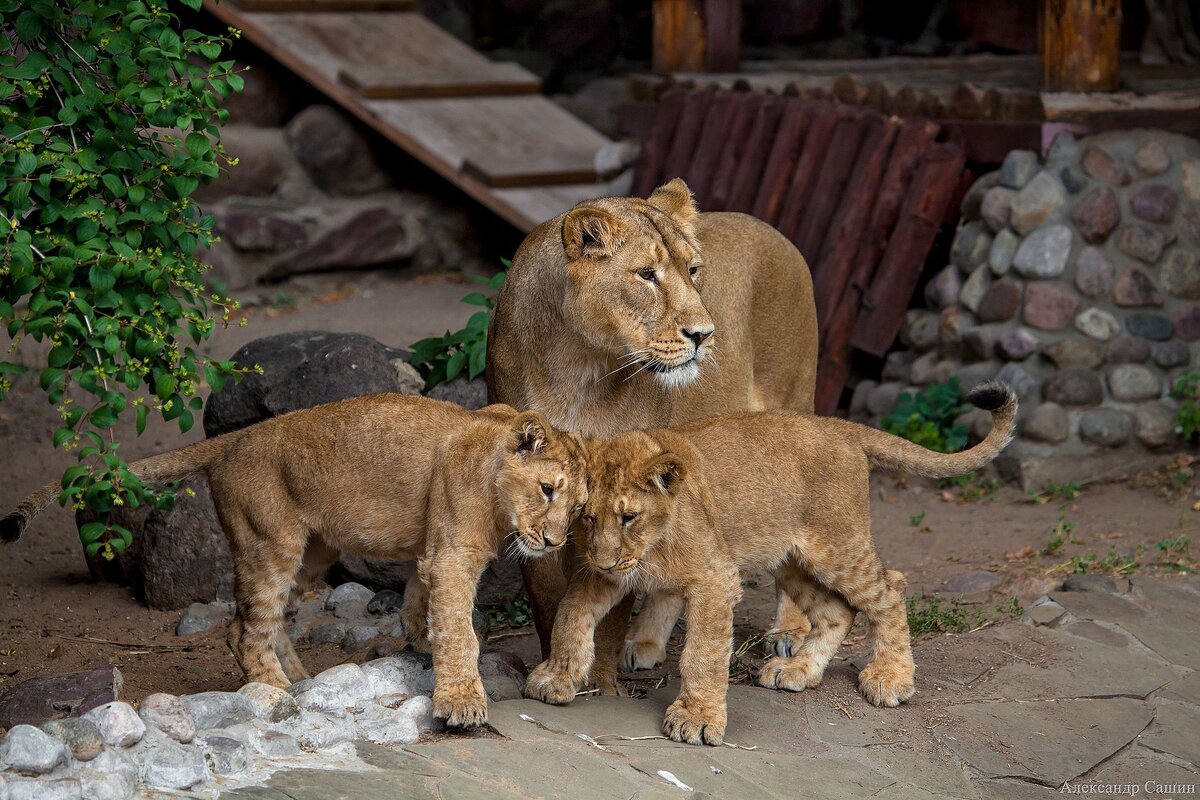 Источник: wikipedia.org Автор: Moscow zoo CC BY-SA 4.0 
