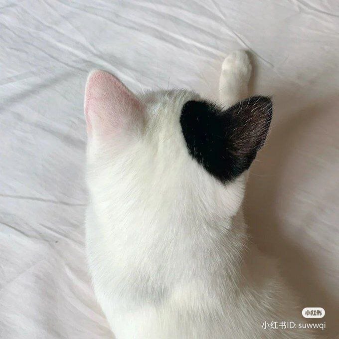 Котосердечко!