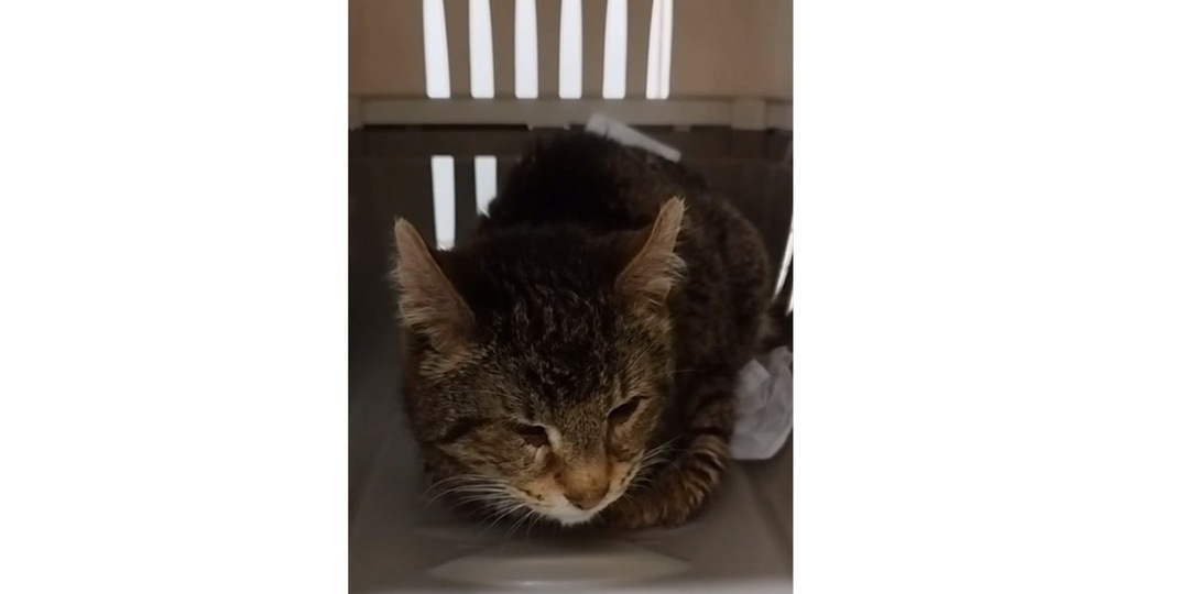 В Твери слепой тонущий кот спасся, схватившись за поводок собаки