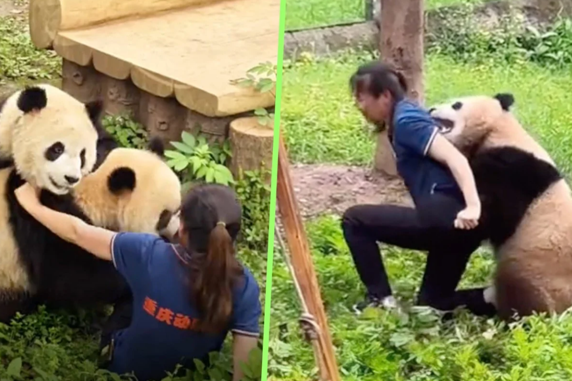 Панда весит примерно столько же, сколько девушка. Будь он больше, она бы не встала